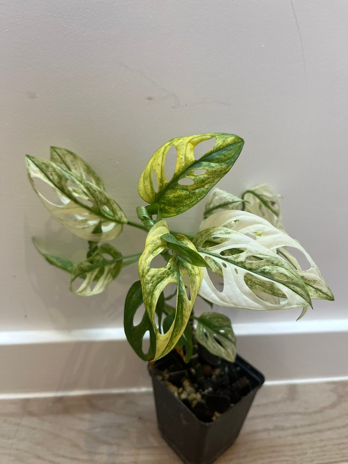 Monstera Adansonii Swedish Ghost, Enlèvement ou Envoi