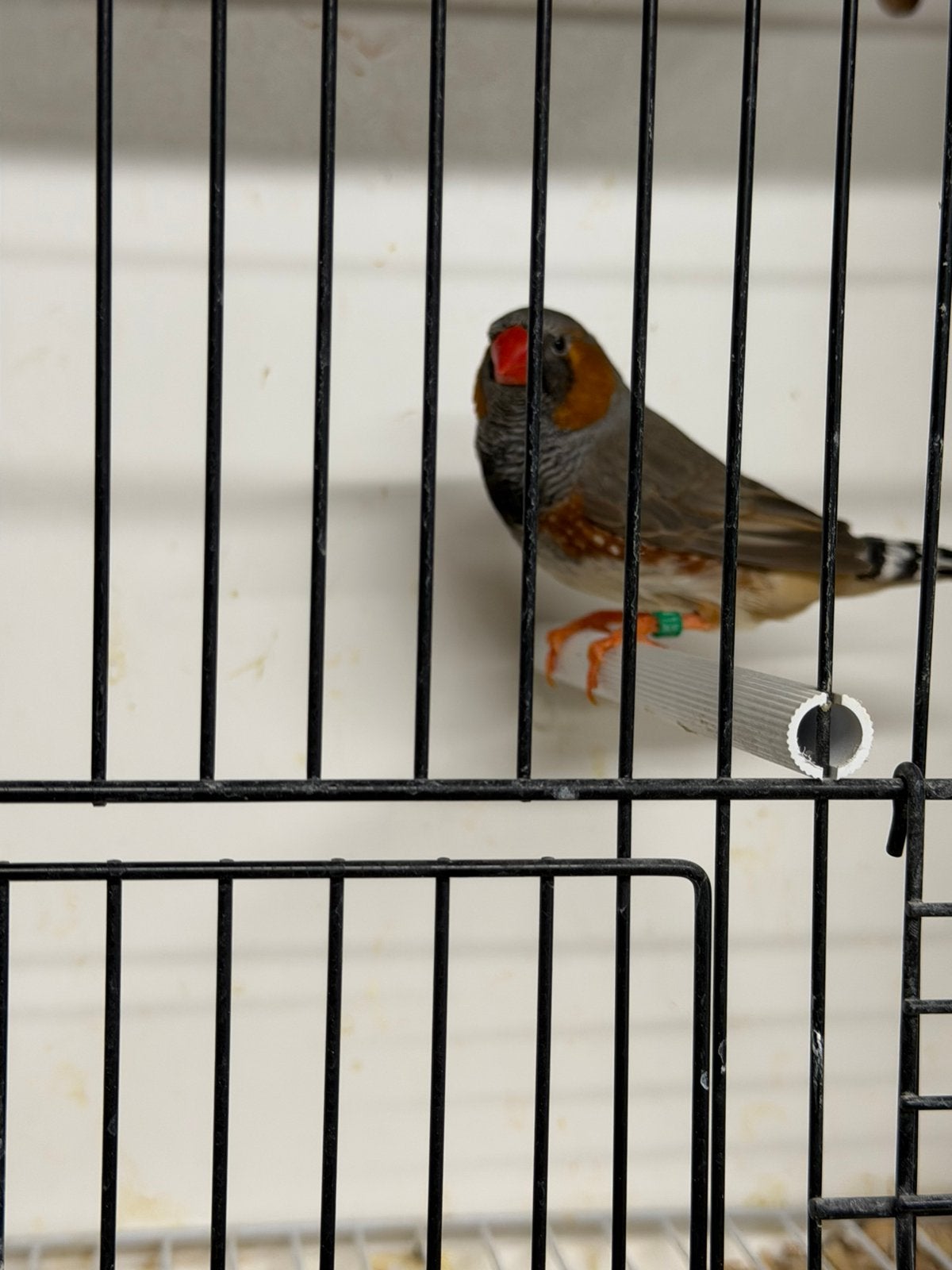 Blackface zebravink man, Mannelijk, Tropenvogel