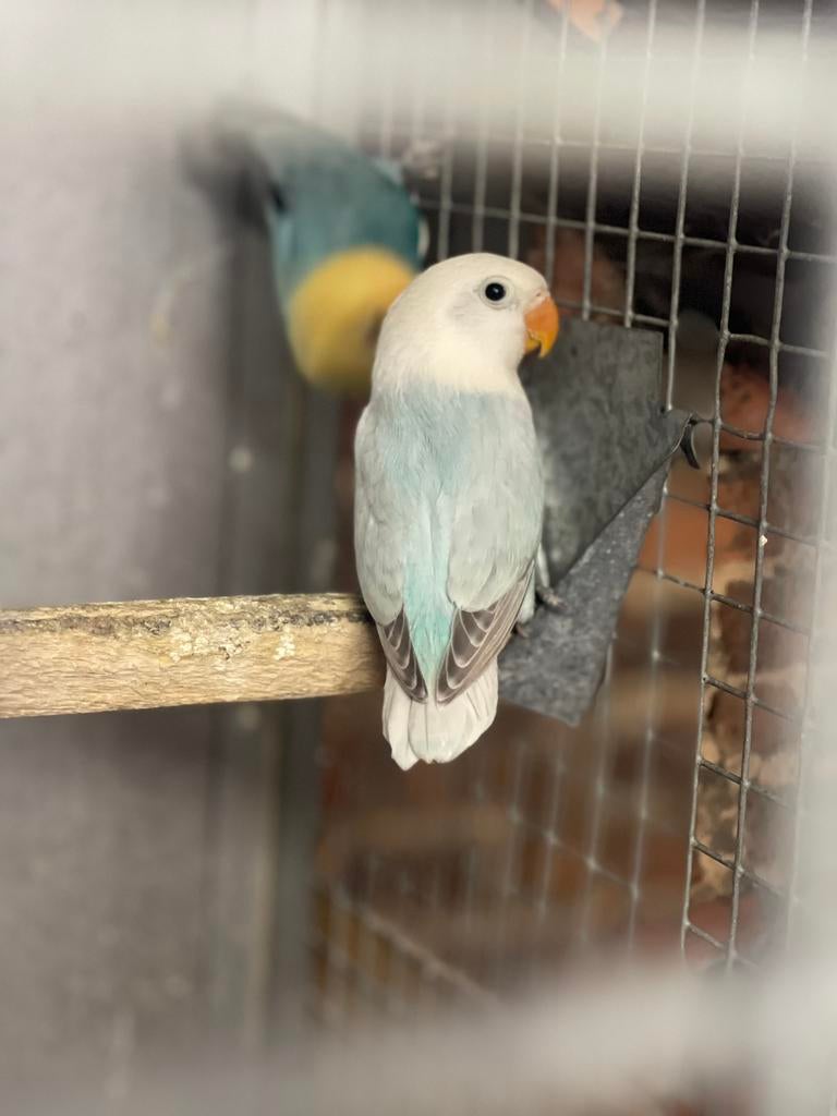 Verdun blauwe opaline, Dieren en Toebehoren