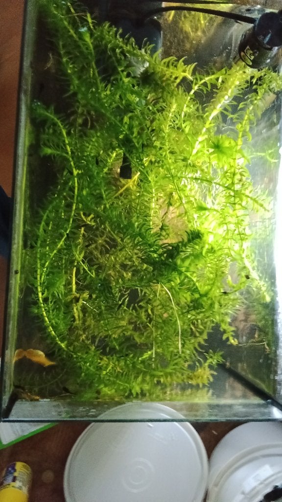 Mooie kwaliteitsvolle waterpest, Dieren en Toebehoren, Vissen | Aquaria en Toebehoren, Ophalen