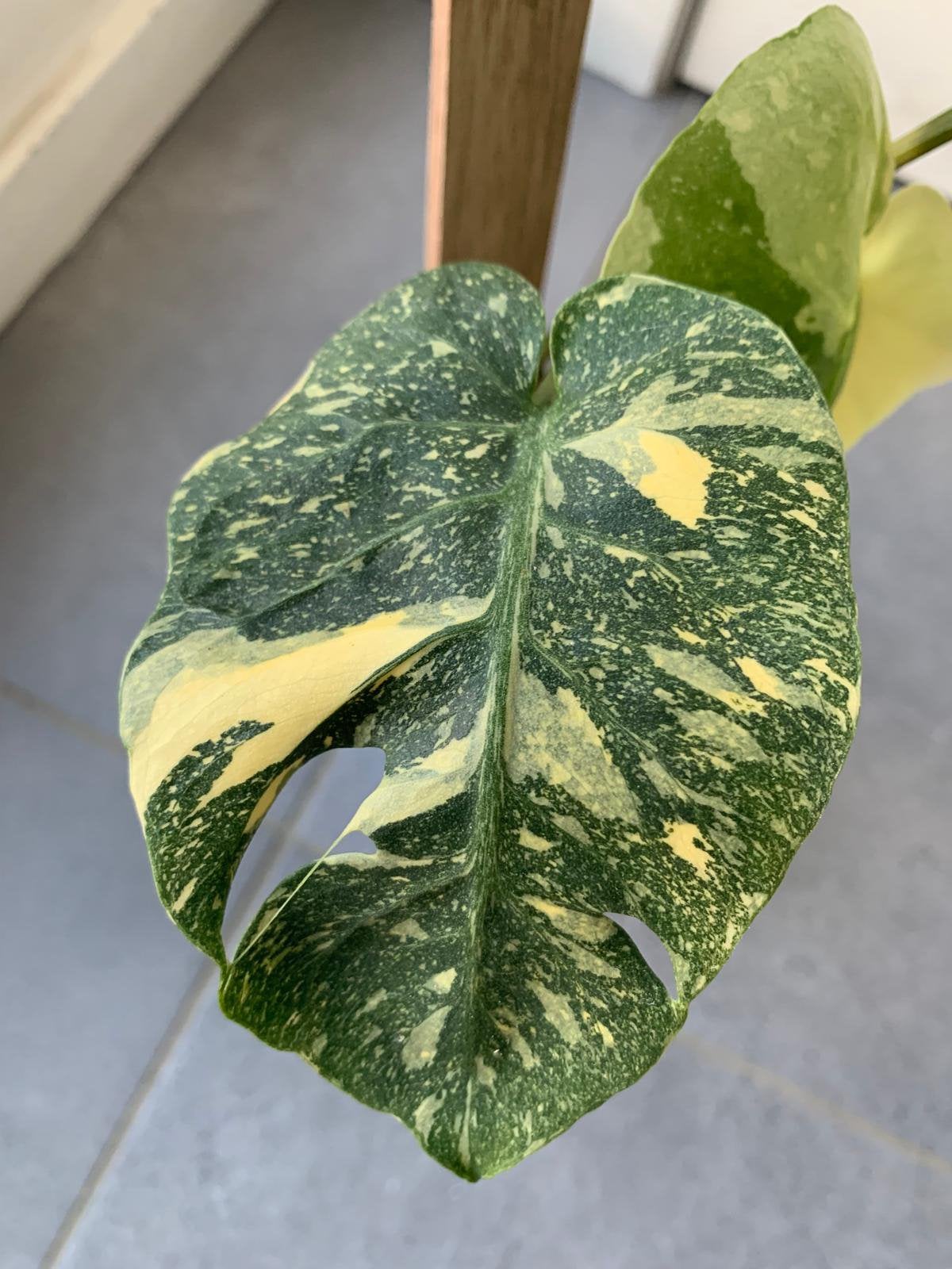 Monstera Thai Constellation Mutation, Enlèvement