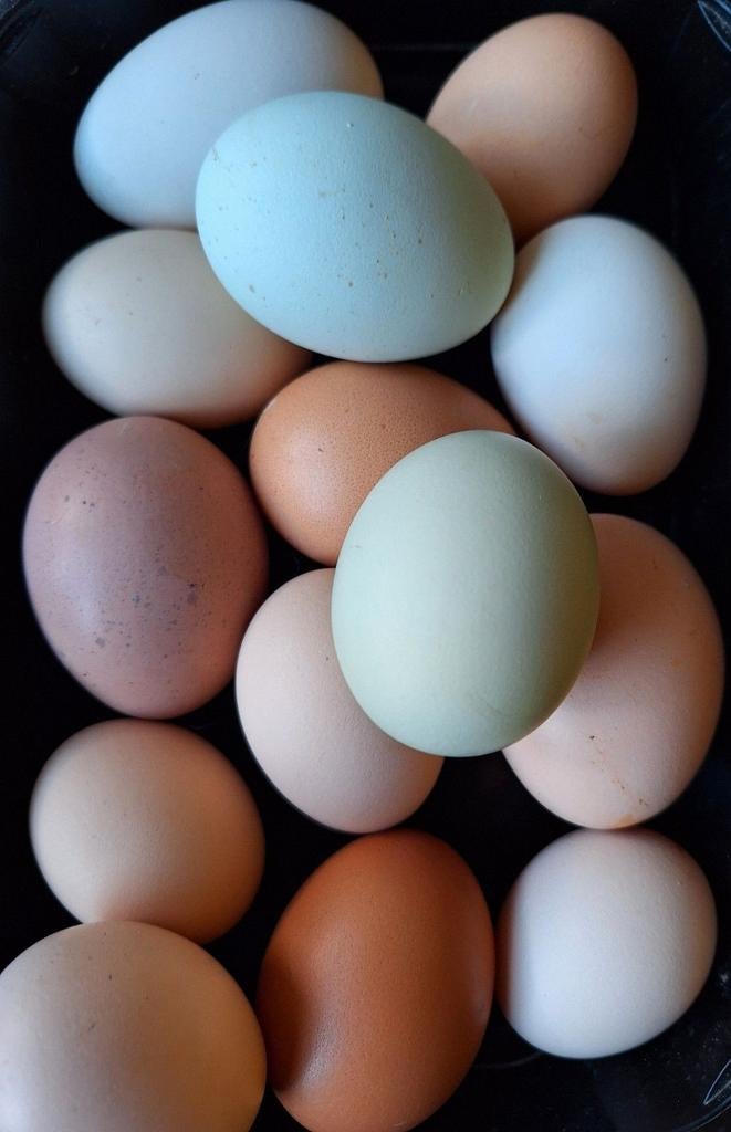 Broedeieren van kleurleggers., Dieren en Toebehoren, Pluimvee