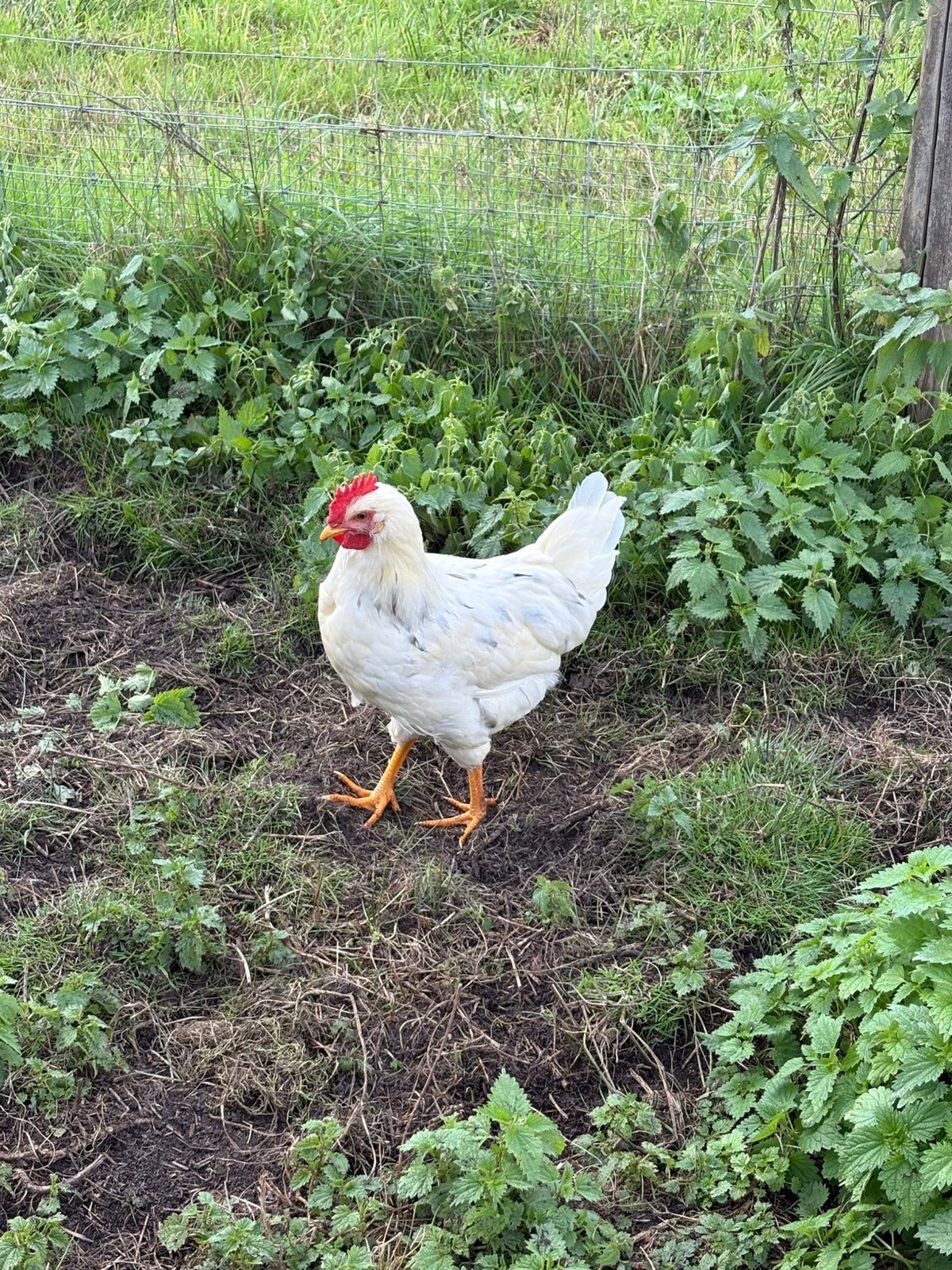 Gratis haan, Animaux & Accessoires, Mâle, Poule ou poulet