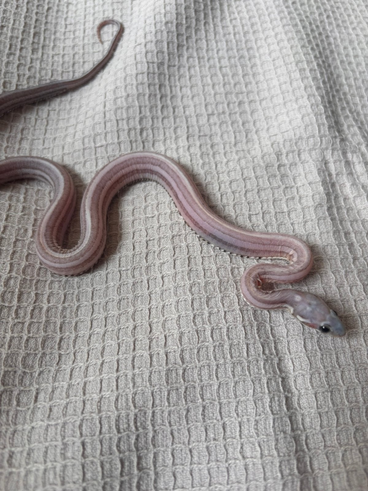 Korenslang, Dieren en Toebehoren, Reptielen en Amfibieën, Slang, Tam, 0 tot 2 jaar