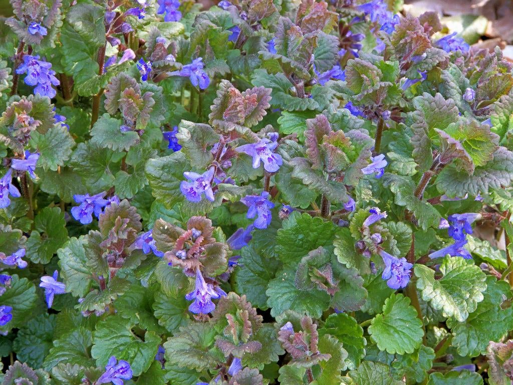 winterharde stekjes Ligularia (oranje) en bodembedekkers, Ophalen, Kruiden