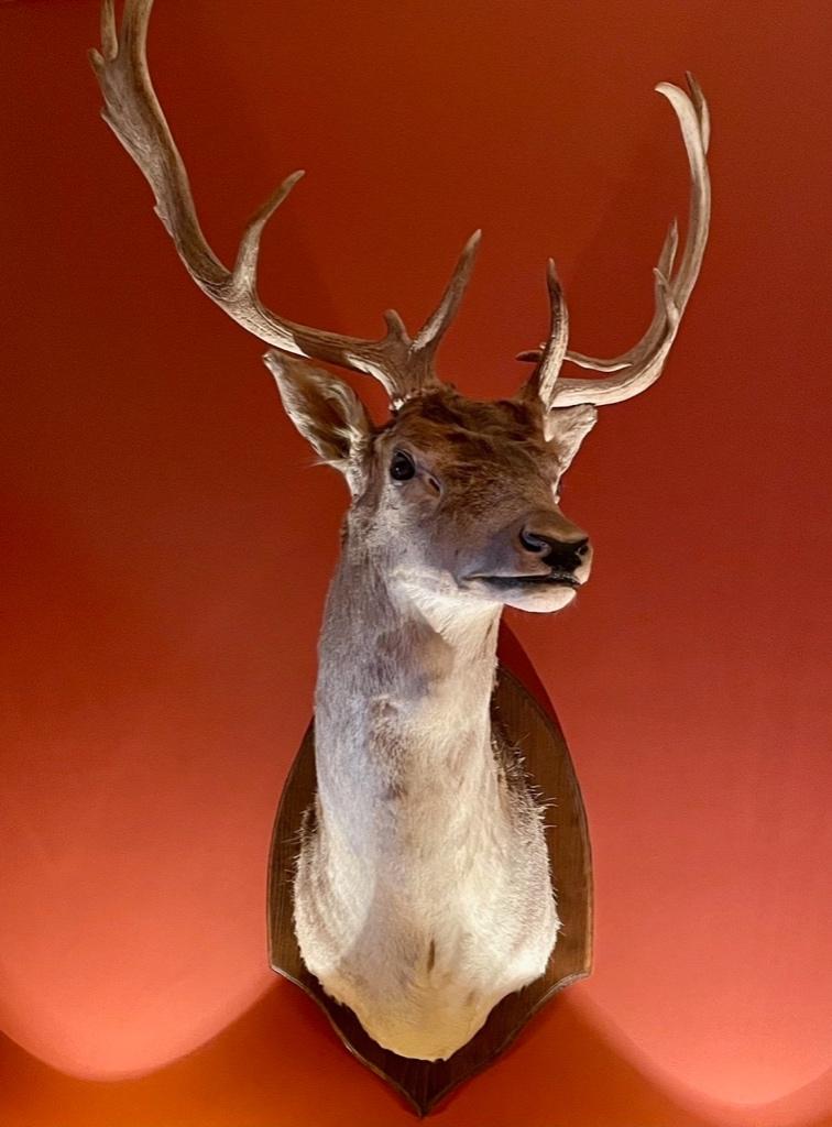 Taxidermie. Belle tête de cerf avec de beaux bois., Enlèvement, Comme neuf, Cerf, Animal empaillé