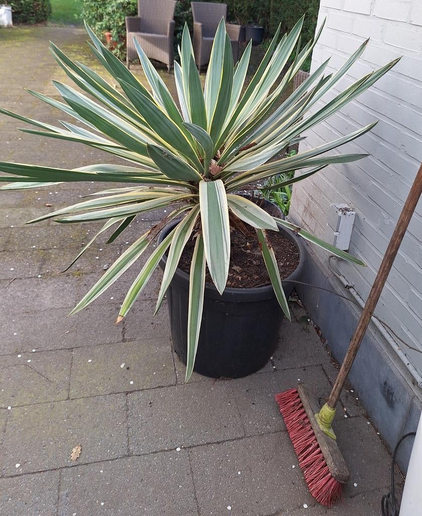 Mooie,grote yucca gekleurd blad, Enlèvement