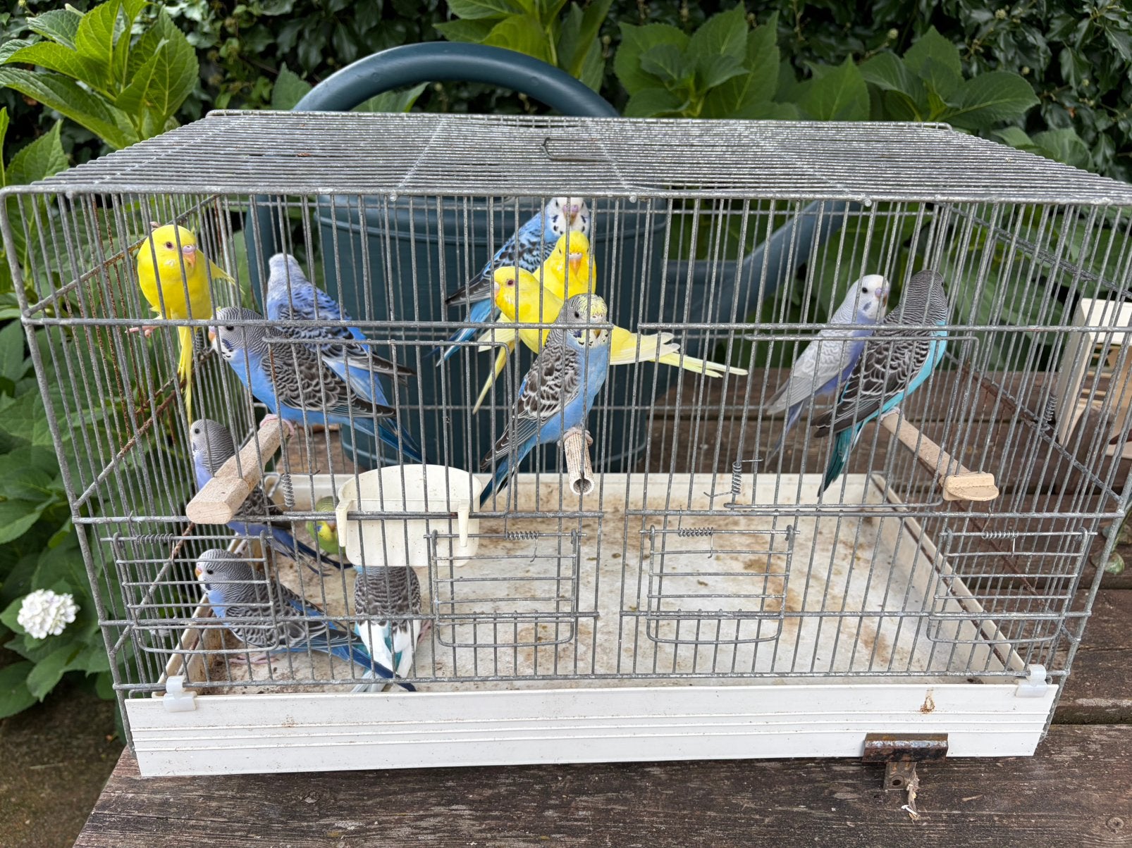 Grasparkieten, Meerdere dieren, Parkiet