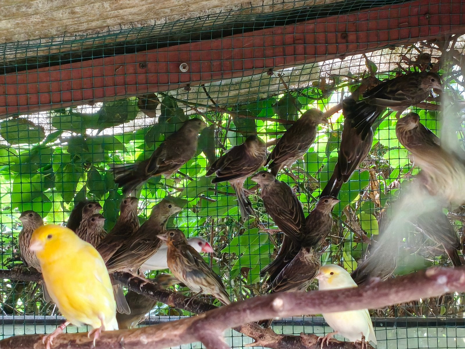 Roodmus versch 2026/25/24/23, Dieren en Toebehoren