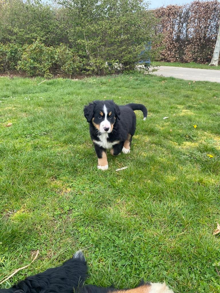 Berner Sennen pup, Parvo, België, Overige rassen, 8 tot 15 weken