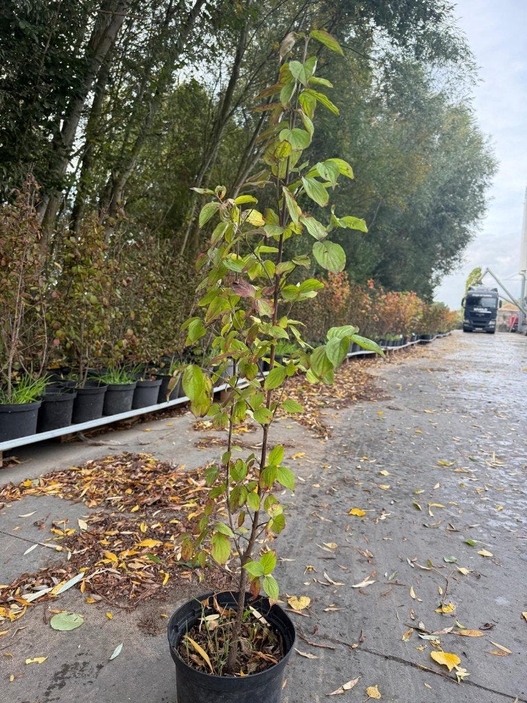 Action : 200 dernières pièces : cornouiller, Jardin & Terrasse, Enlèvement, Haie