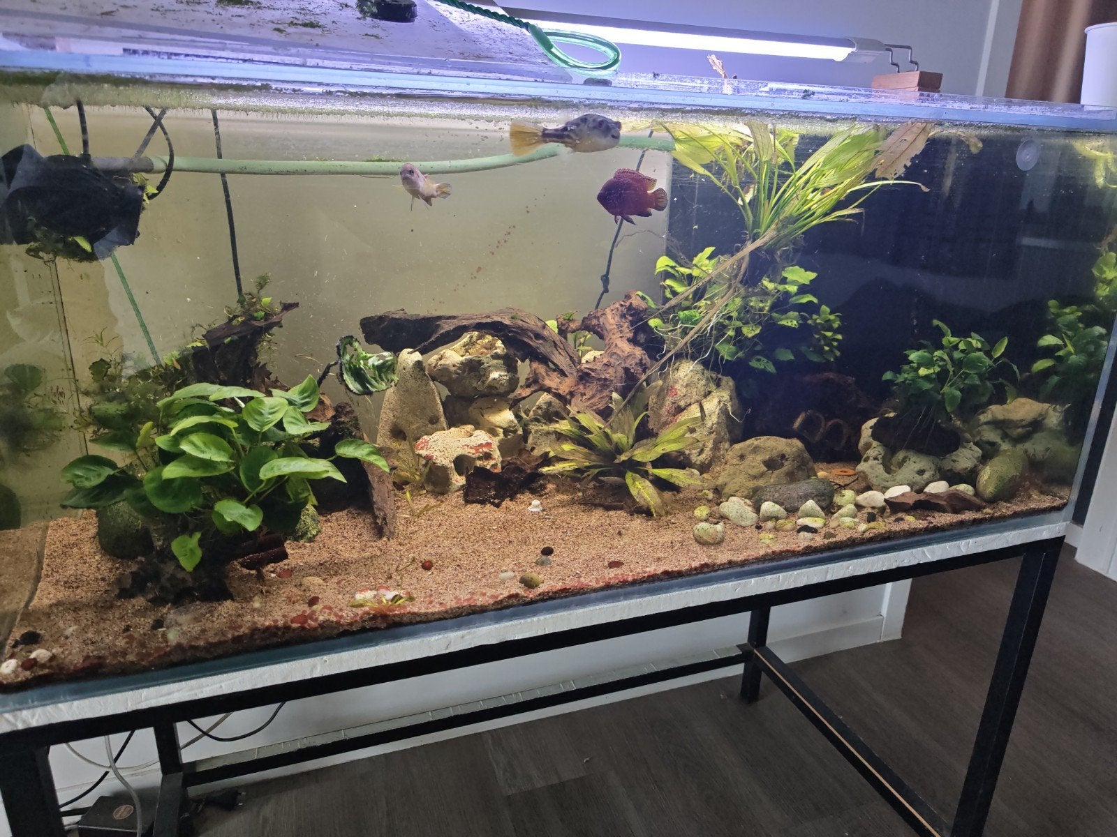 aquarium met of zonder visse, Animaux & Accessoires, Enlèvement