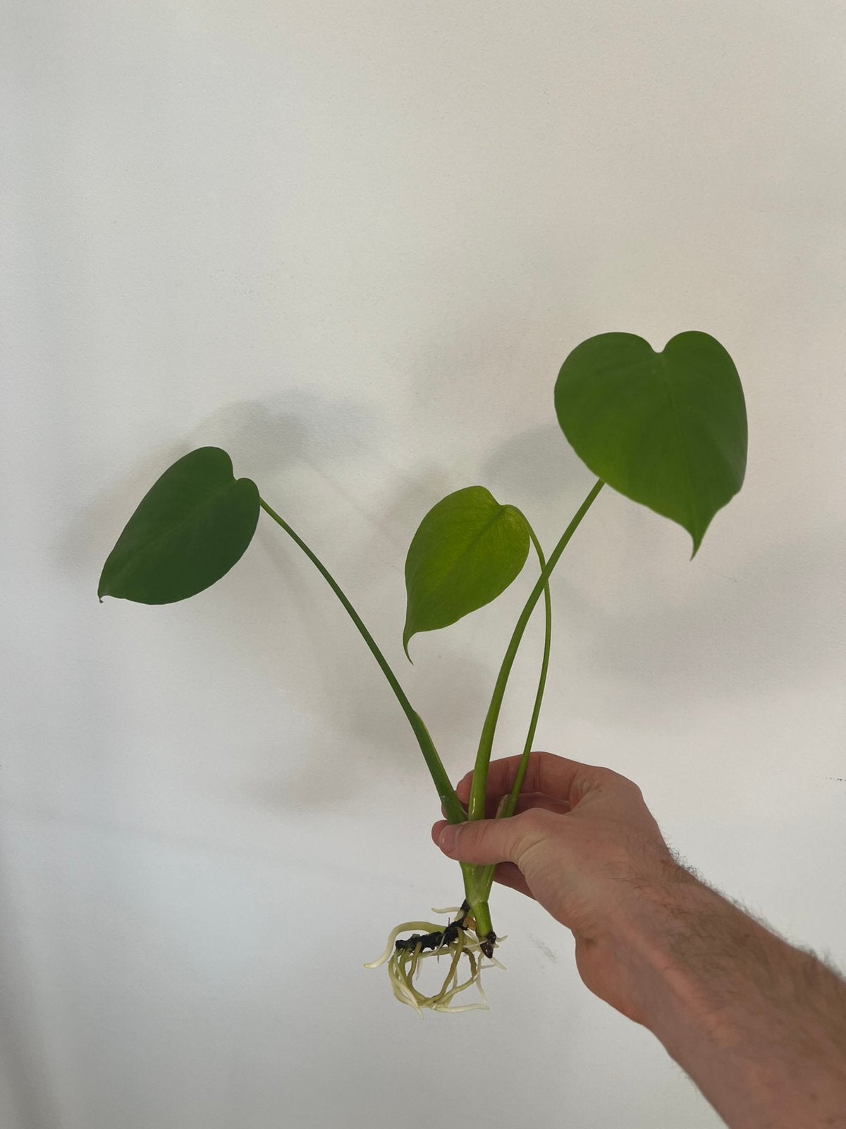 Monstera deliciosa gewortelde stekken (m2405974455)  Kamerplanten   2dehands
