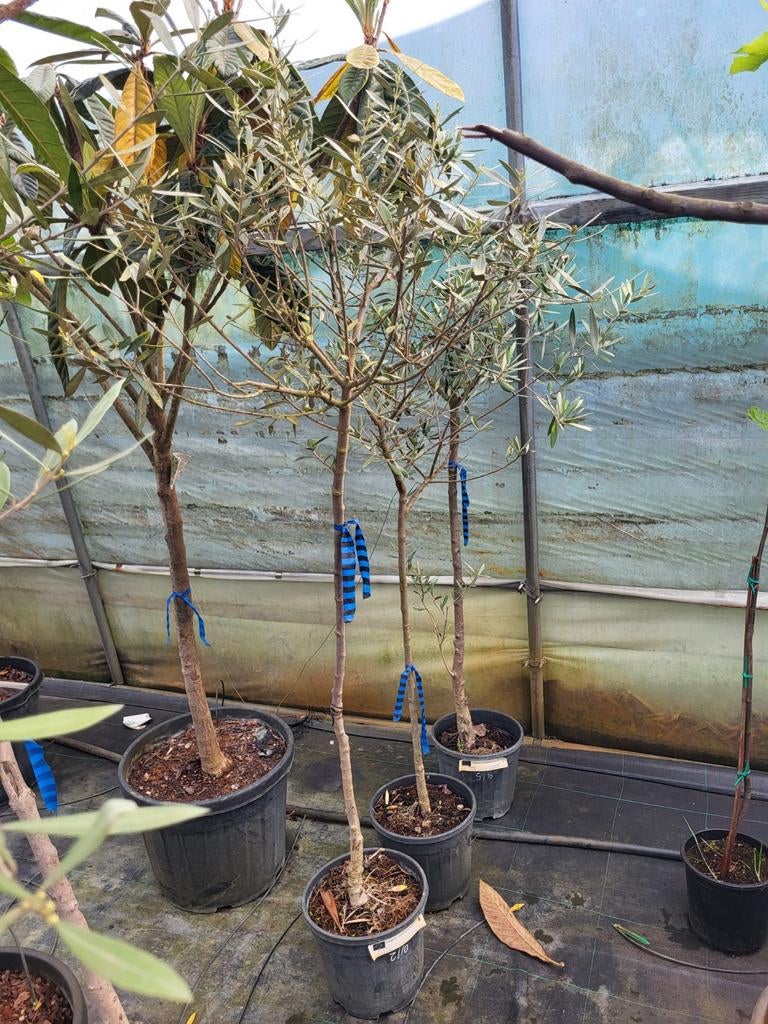 Olea europaea, hauteur 1m50, Enlèvement