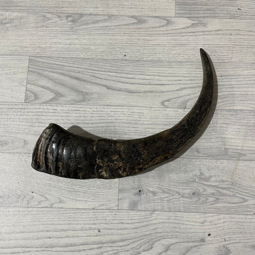 Waterbuffel hoorn los 50cm nr 328 | Lederstore, Collections, Enlèvement ou Envoi, Neuf, Animal de ferme, Bois ou Tête