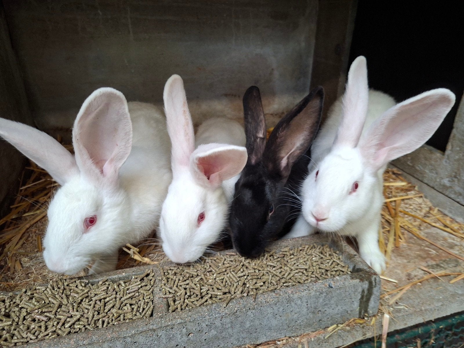 Vleeskonijnen, Animaux & Accessoires, Lapins