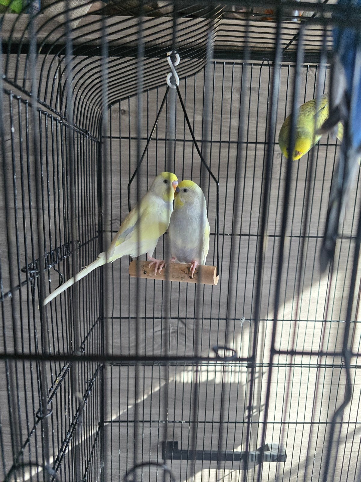 4 grasparkieten met kooi