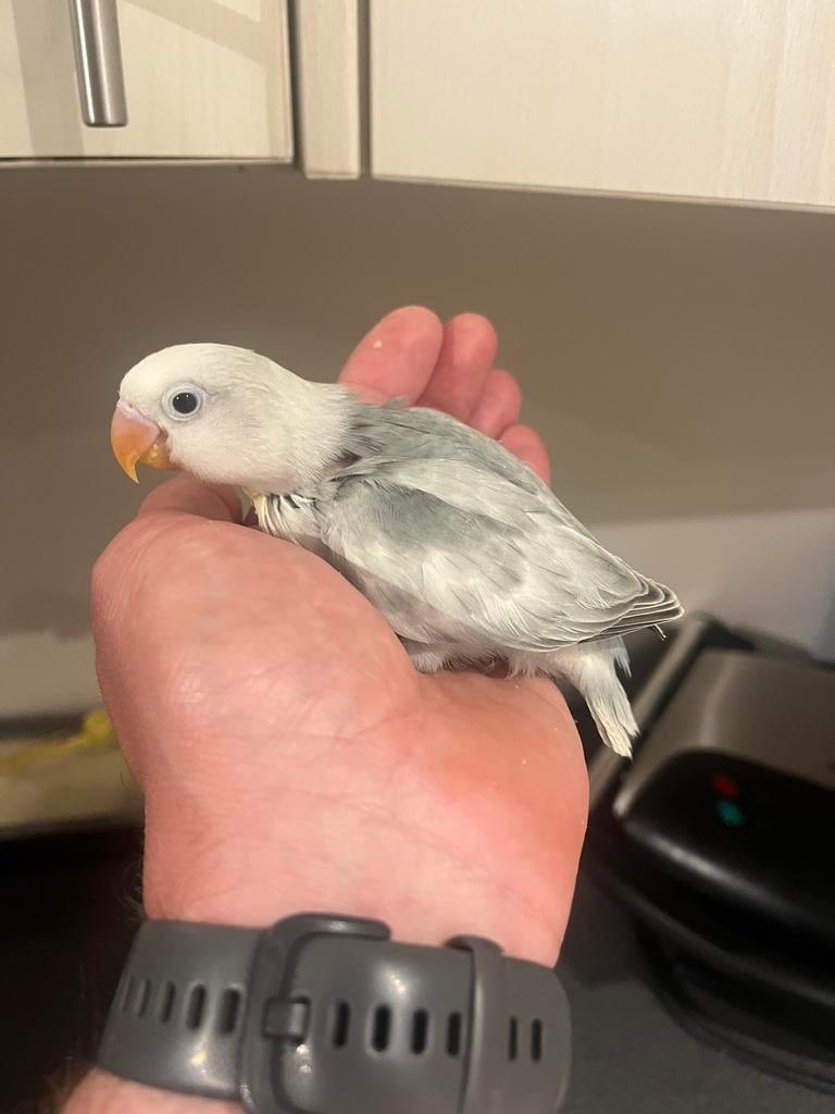 Jonge tamme dwergpapegaai, Dieren en Toebehoren, Geslacht onbekend, Dwergpapegaai of Agapornis, Geringd