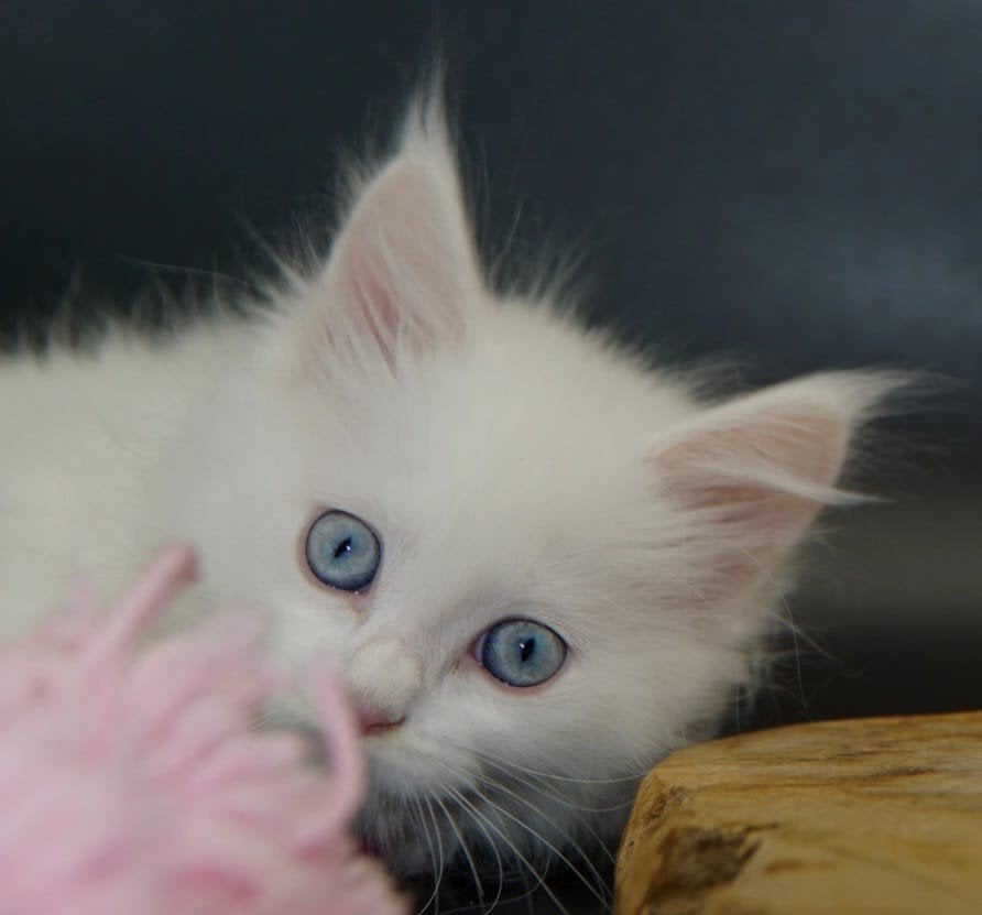 Maine Coon kittens, Plusieurs animaux, Avec puce électronique