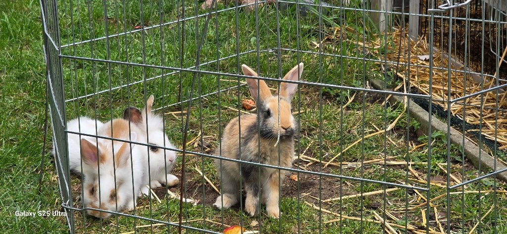 Jonge konijntjes 3 maanden oud te koop., Dieren en Toebehoren, Konijnen, Klein, 0 tot 2 jaar