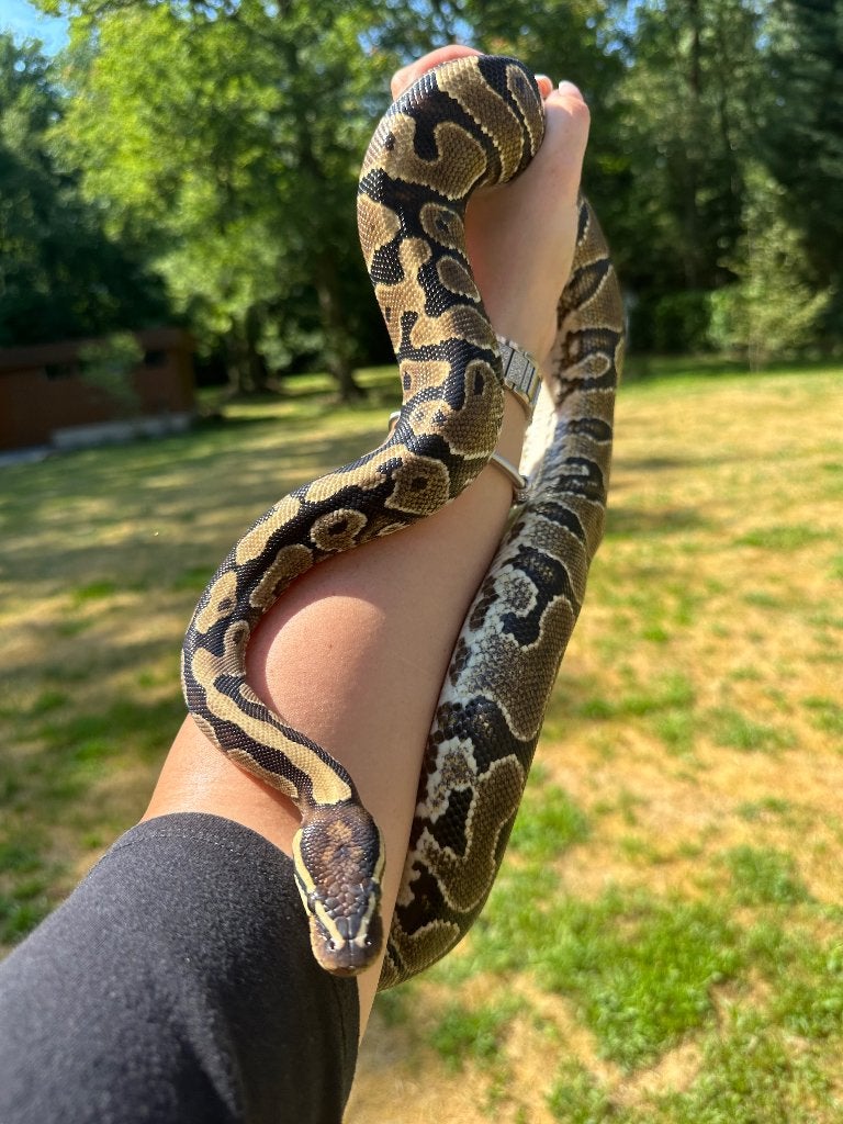 Koningspython + terrarium Ball Python - unknown for sale from melissa