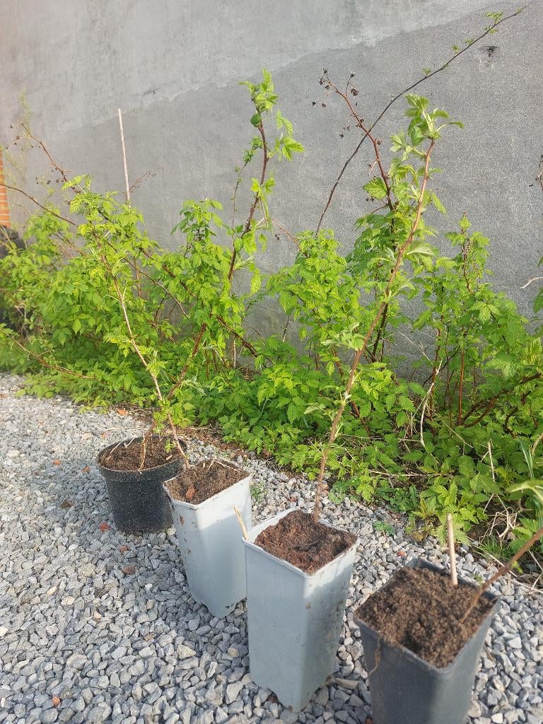 Frambozenplanten, Ophalen, Vaste plant, Fruitplanten, Volle zon