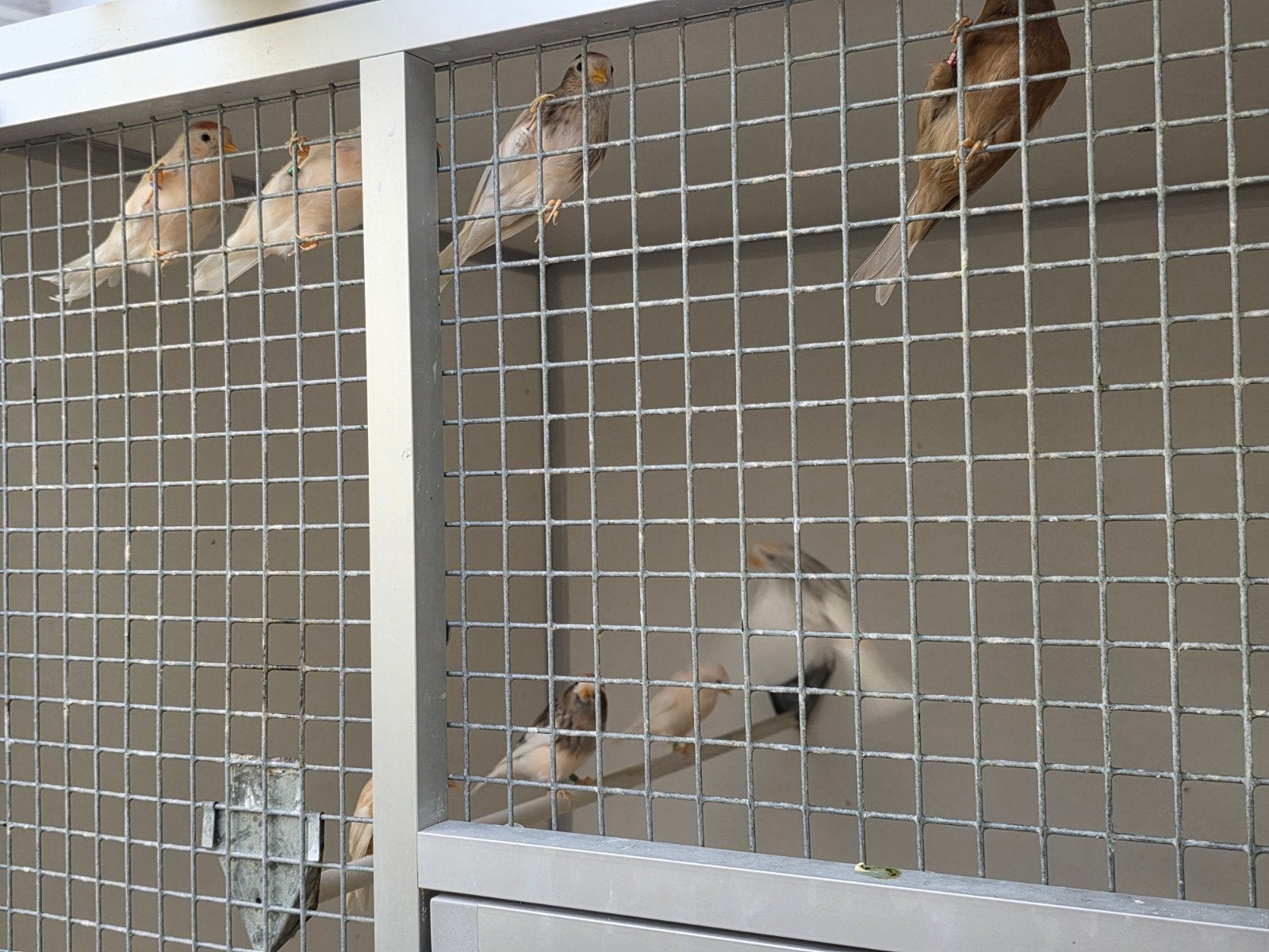 Barmsijsen, Dieren en Toebehoren, Geringd