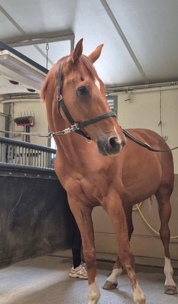 17 jarige schoolmaster dressuur te koop (Gribaldi x vivaldi), Dieren en Toebehoren, Paarden, Ruin, Dressuurpaard, 170 tot 175 cm