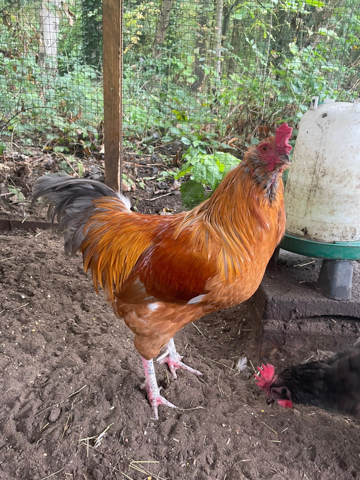 Twee lieve araucana hanen zoeken een nieuwe thuis!