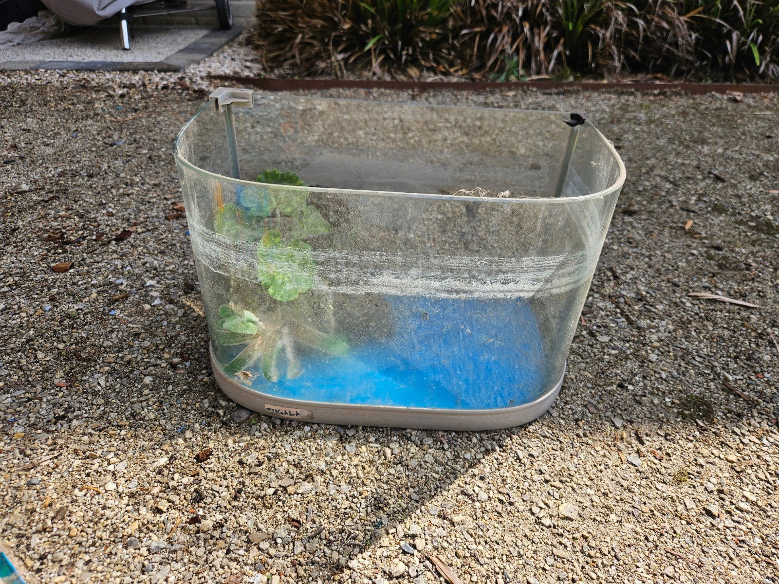 oud klein acquarium, Dieren en Toebehoren, Ophalen