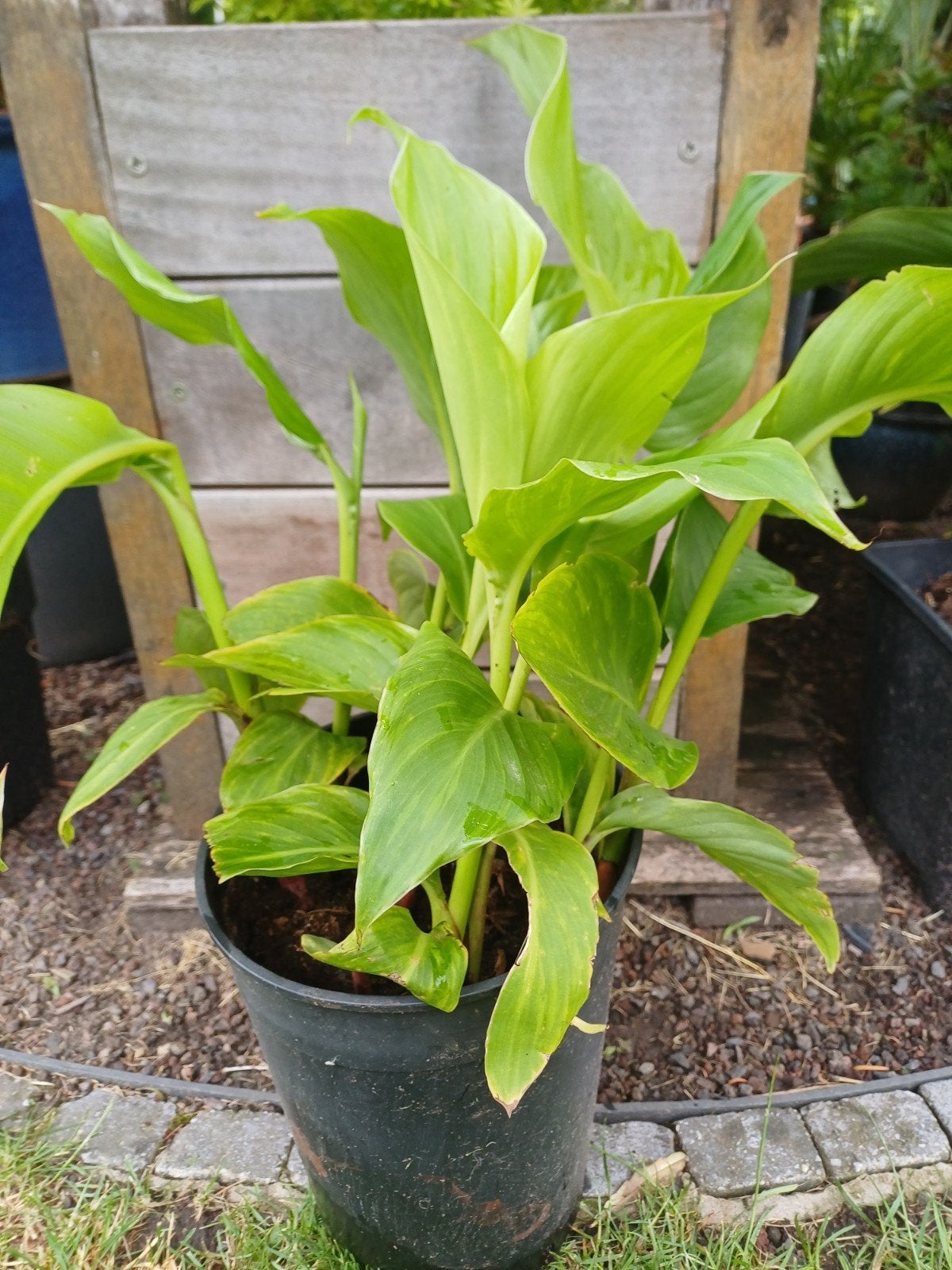 Canna indica, Tuin en Terras, Ophalen, Vaste plant