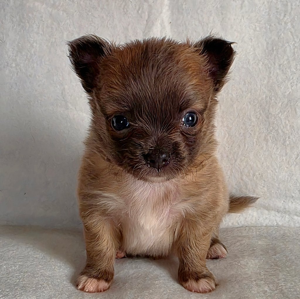 Chihuahua pup (reutje), Dieren en Toebehoren, Parvo, België, Particulier, Reu