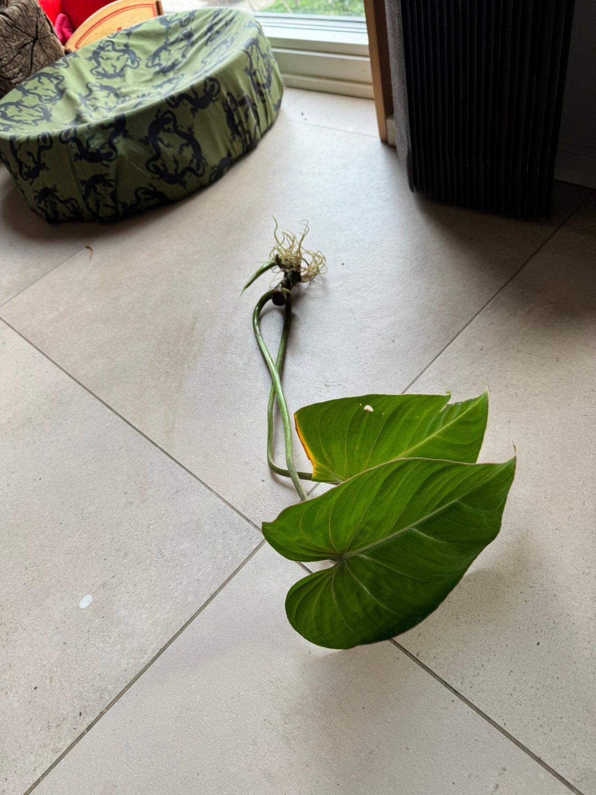 Philodendron gloriosum stek met wortels, Ophalen of Verzenden