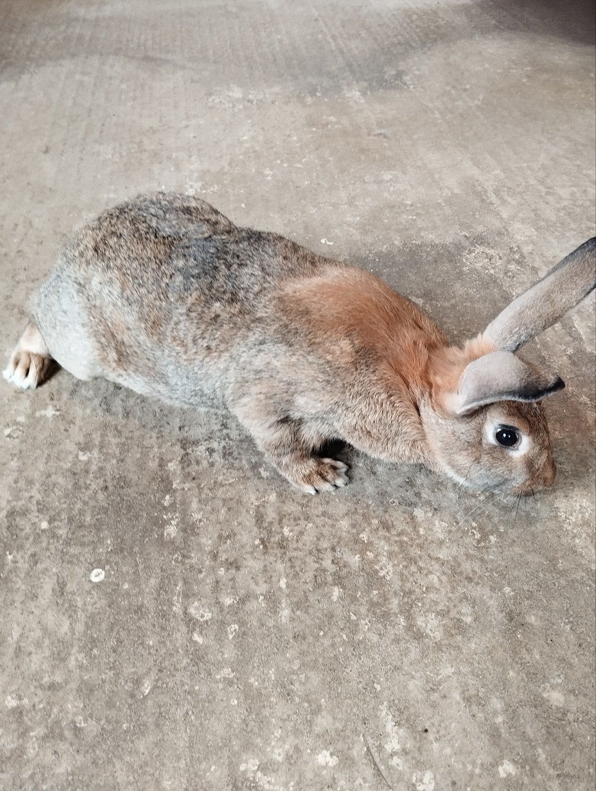 Konijn te koop, Dieren en Toebehoren, Konijnen