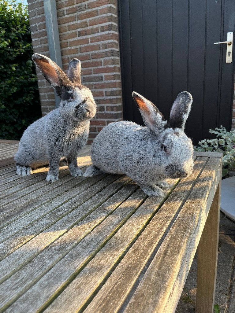 Jonge Groot Licht Zilver konijnen - 100% raszuiver, Dieren en Toebehoren, Konijnen, Groot, Meerdere dieren, 0 tot 2 jaar