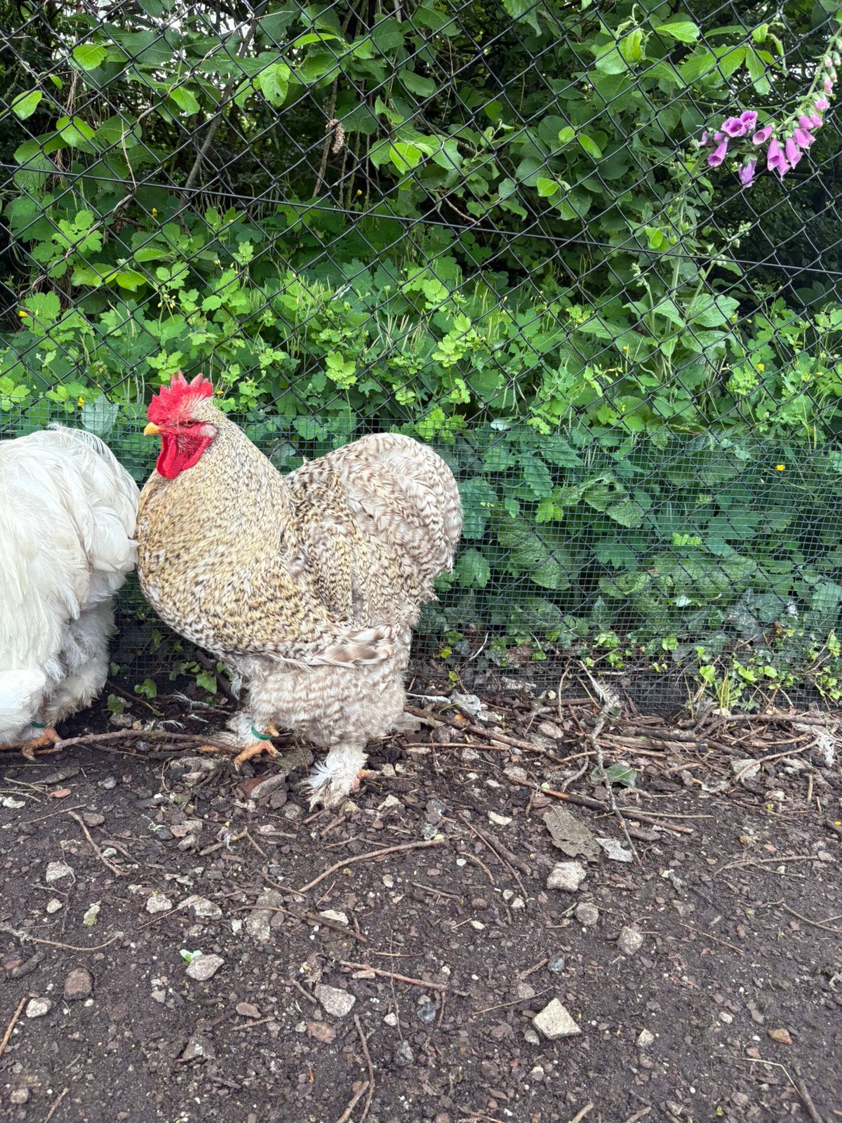 Jonge groothoender hanen, Dieren en Toebehoren, Pluimvee, Mannelijk, Kip
