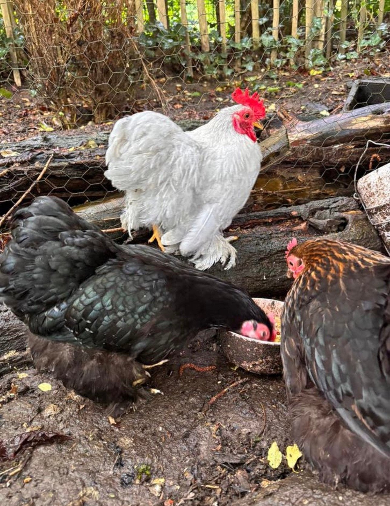 Coq bantam changer avec un poulet, Dieren en Toebehoren, Pluimvee