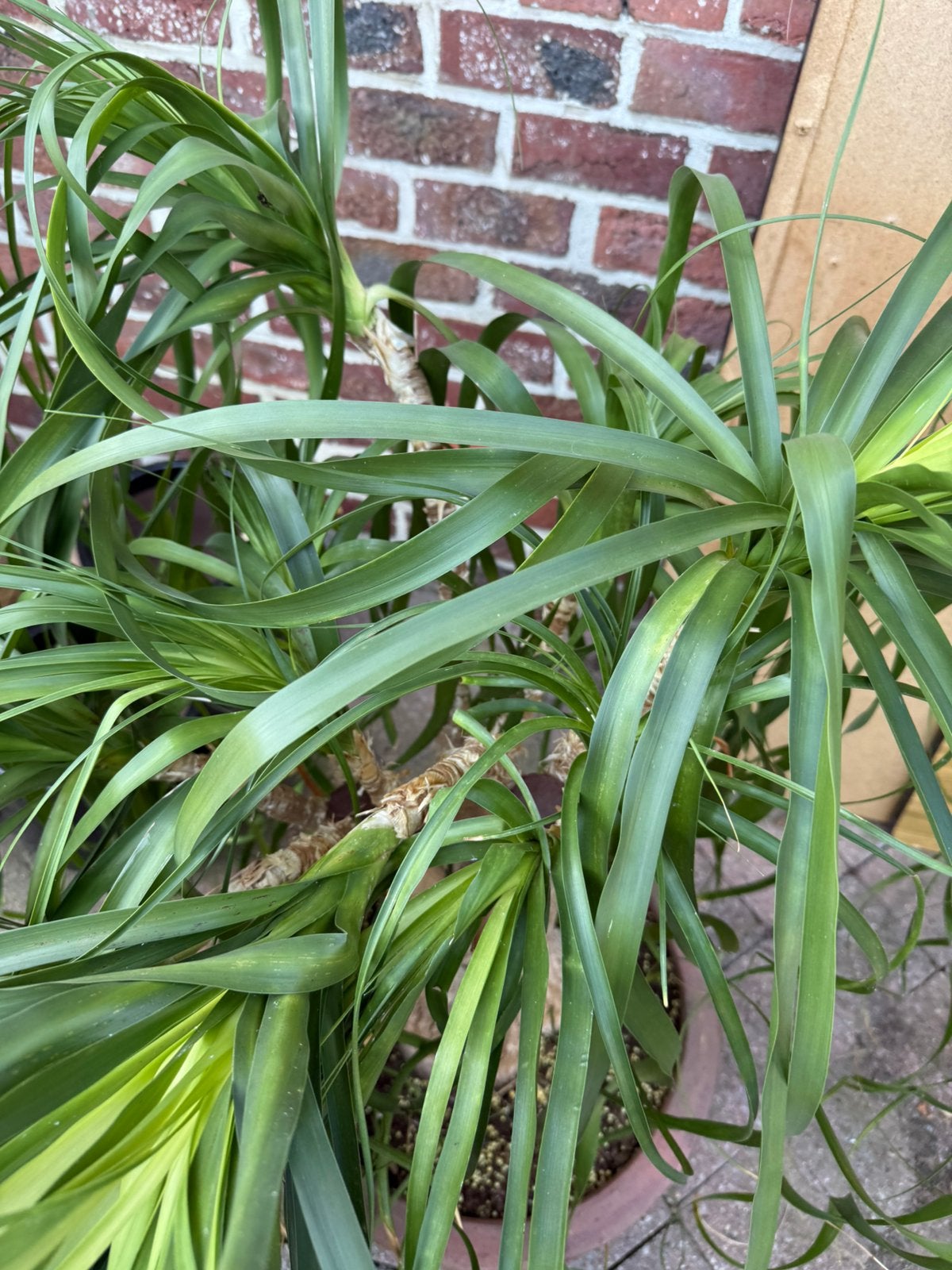 Olifantpoot, Tuin en Terras, Planten | Tuinplanten, Ophalen