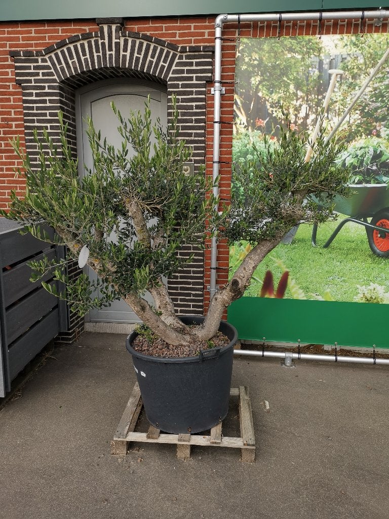 Olivier, Jardin & Terrasse, En pot, 100 à 250 cm, Plein soleil, Printemps