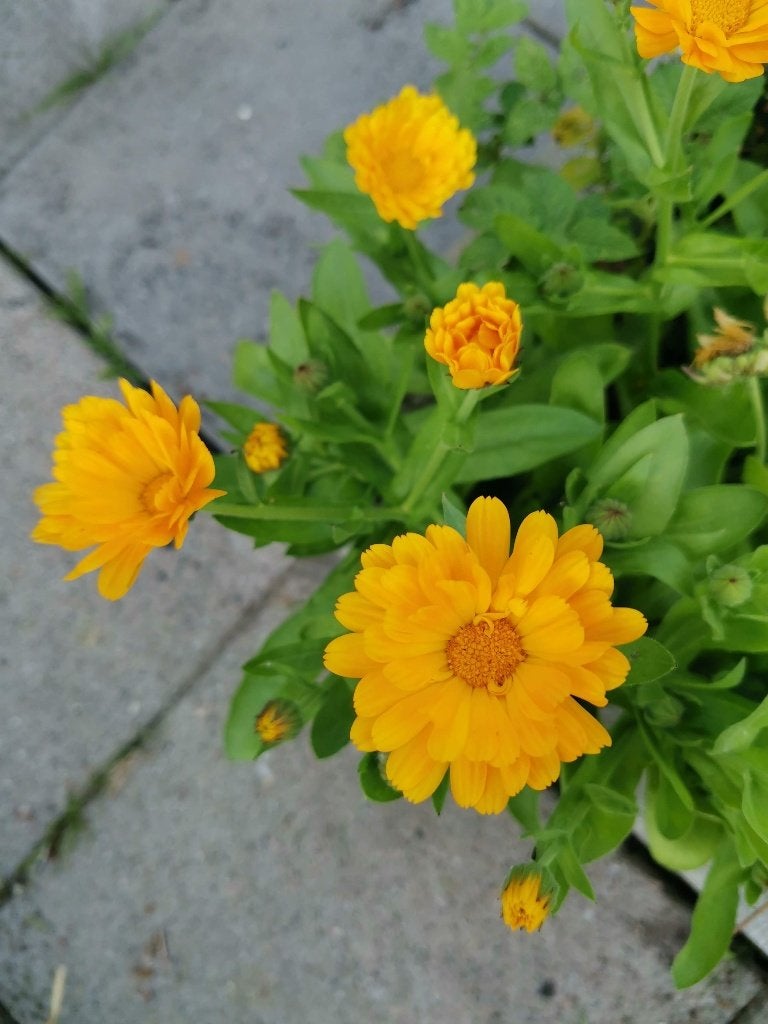 10 graines de calendula - souci jaunes - fleurs comestibles, Envoi, Toute l'année, Graine