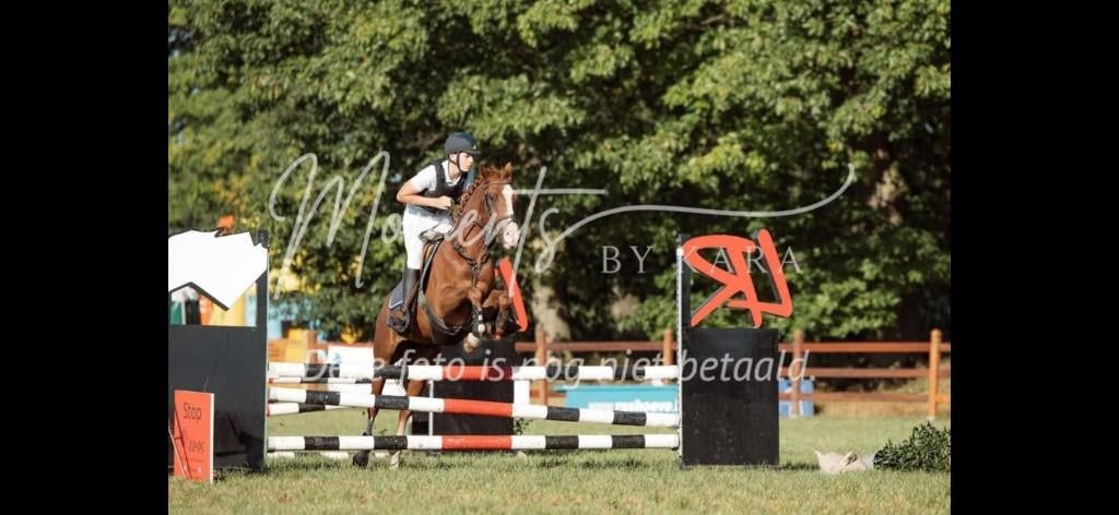 Chicago Van't Looy, Dieren en Toebehoren, Ruin, Springpony, 3 tot 6 jaar, D pony (1.37m tot 1.48m)