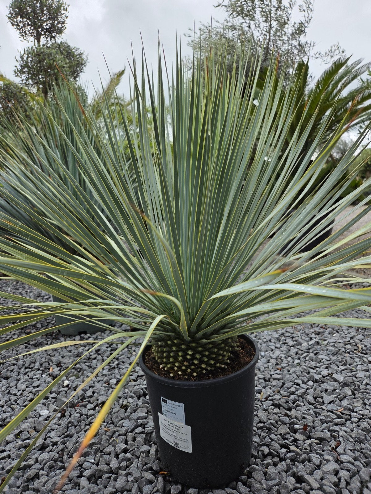 Yucca Rostrata  - Palmlelie, Tuin en Terras, Planten | Tuinplanten, Ophalen