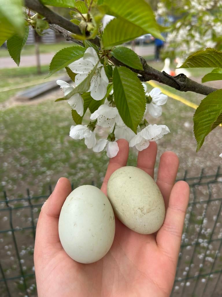 Broedeieren Indische Loopeend ~ RASZUIVER, Eend