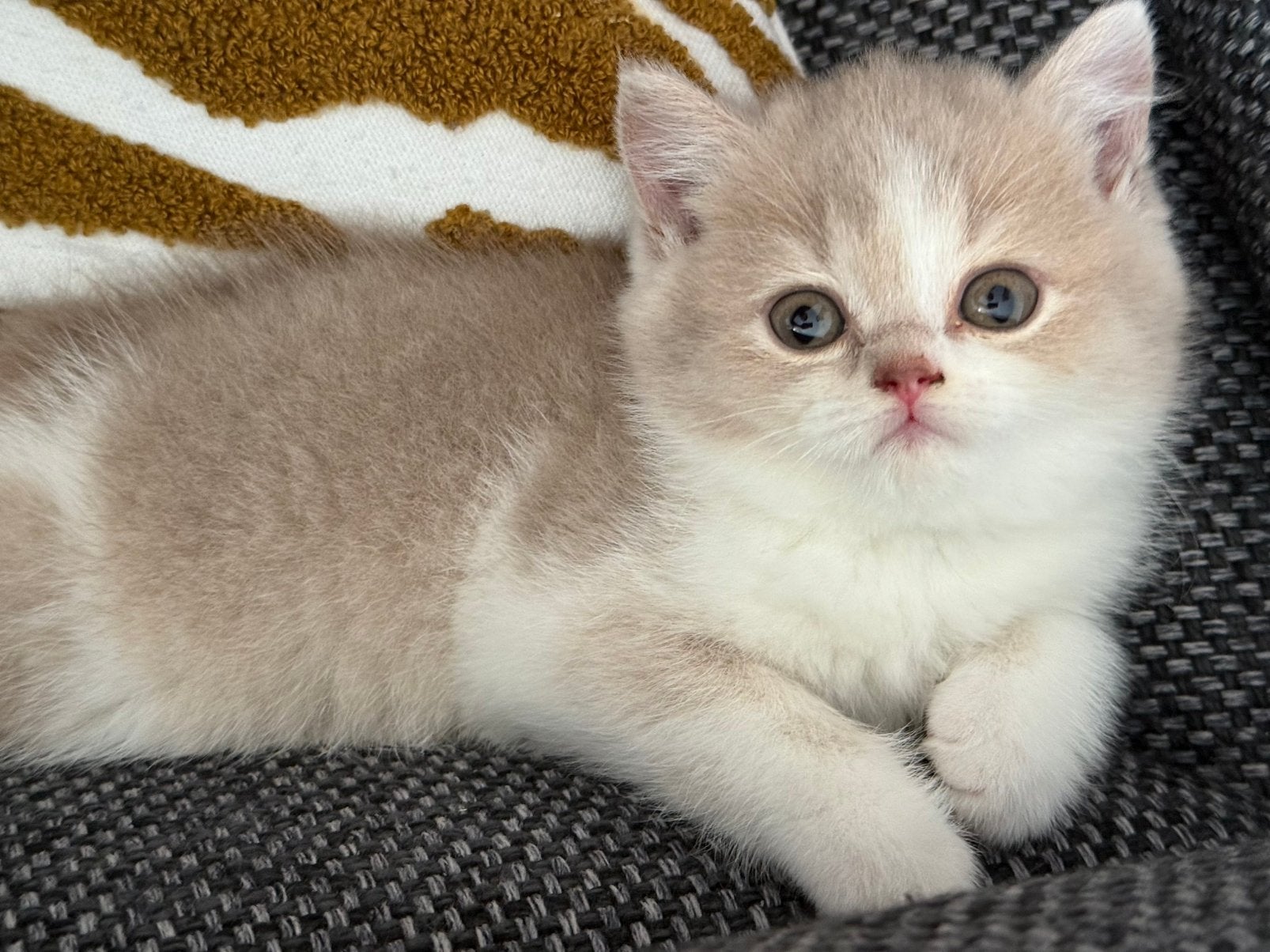 Britse Korthaar kittens met Stamboom, Dieren en Toebehoren, Poes, Met stamboom