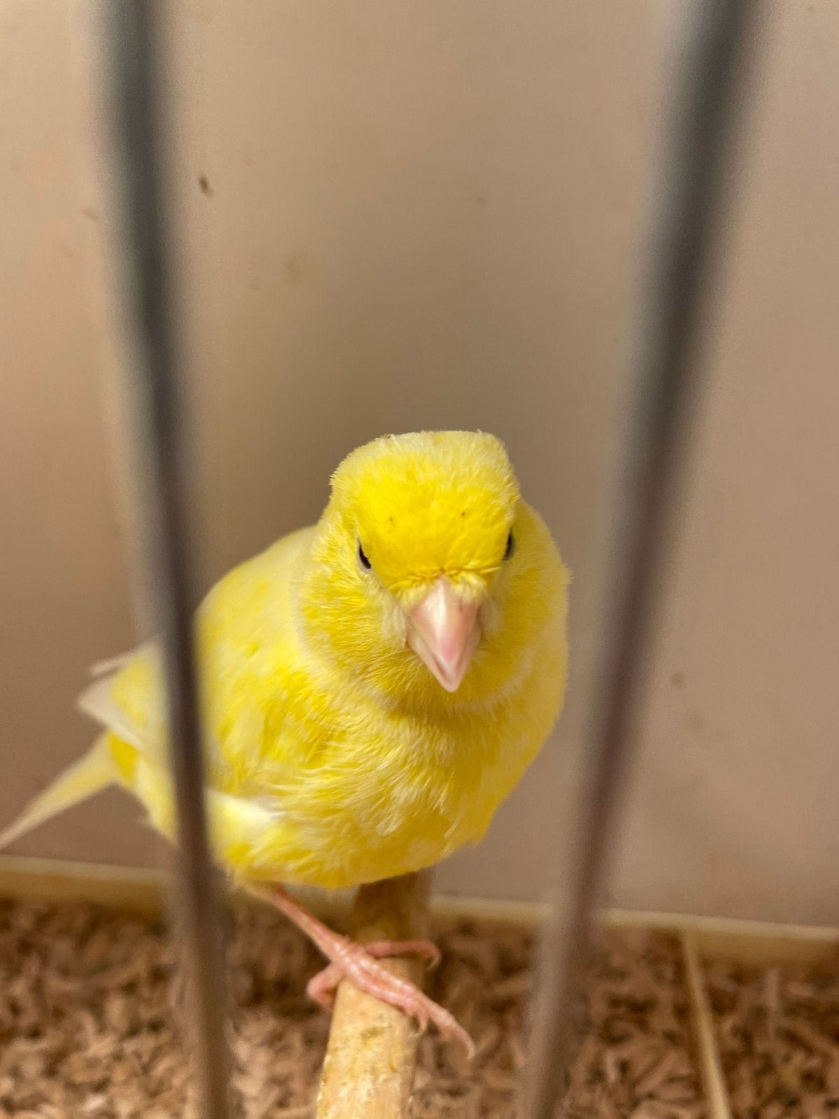 À vendre : quatre jolies poupées (3 de 2026) - 1 de 2025, Animaux & Accessoires, Femelle, Canari de couleur