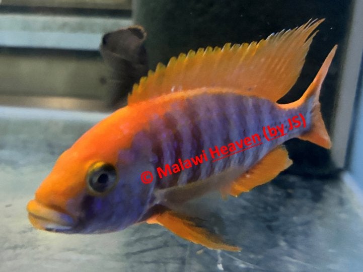 Aulonocara Sunset malawi cichliden, Poisson, Poisson d'eau douce, Banc de poissons