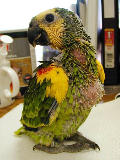 Cherche Amazone Xanthopteryx, Animaux & Accessoires, Sexe inconnu, Perroquet, Bagué
