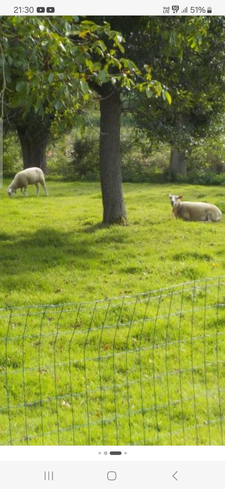 Weide begrazing schapen