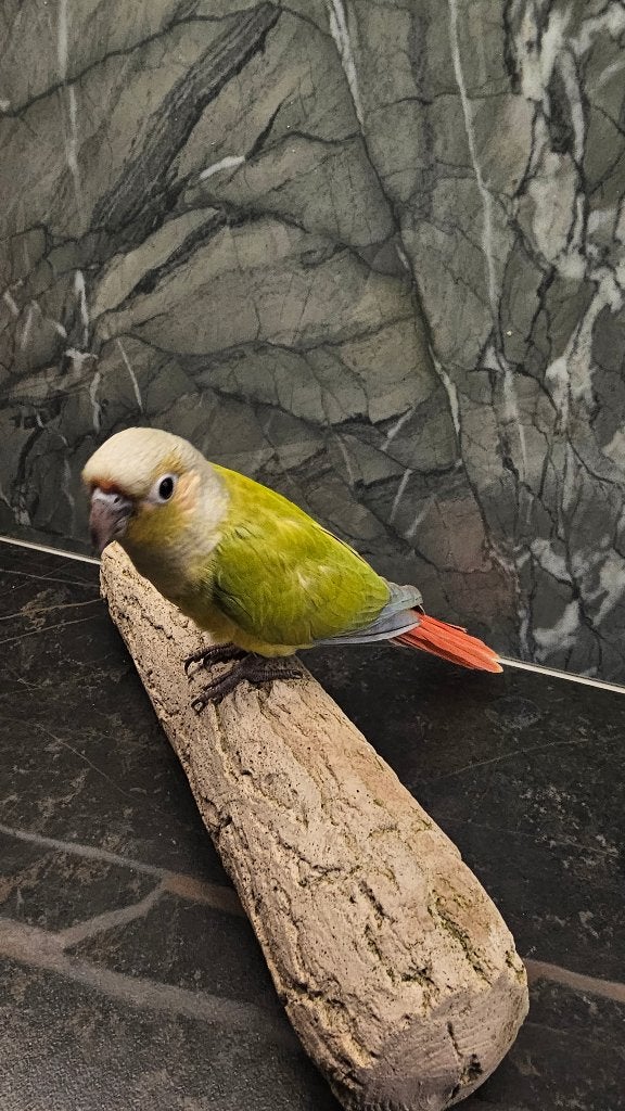 Zeer tamme pyrrhura groot aantal, Dieren en Toebehoren, Meerdere dieren, Parkiet, Tam