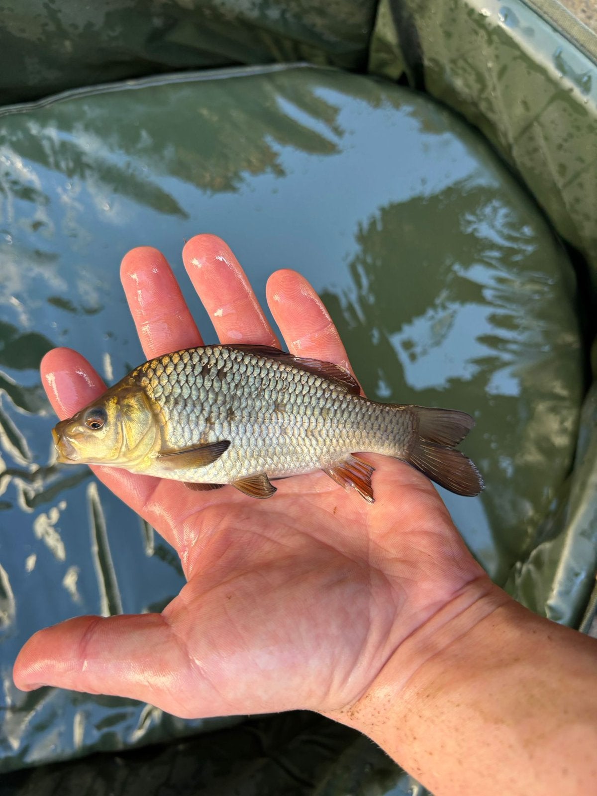 Groot lot schub karpes, Watersport en Boten, Hengelsport | Karpervissen, Ophalen
